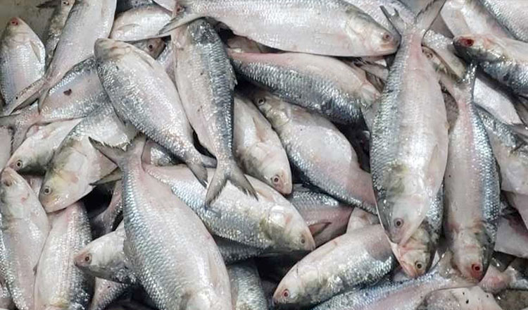 ভারতে ইলিশ মাছ রপ্তানির অনুমোদন দুর্গাপূজা উপলক্ষে