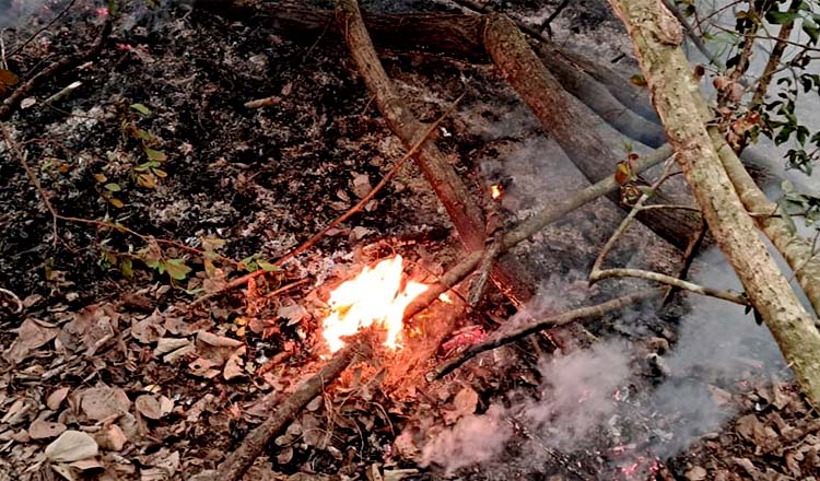 সুন্দরবনে অগ্নিকাণ্ডের আগুন নিয়ন্ত্রণে কাজ করছে বন বিভাগ