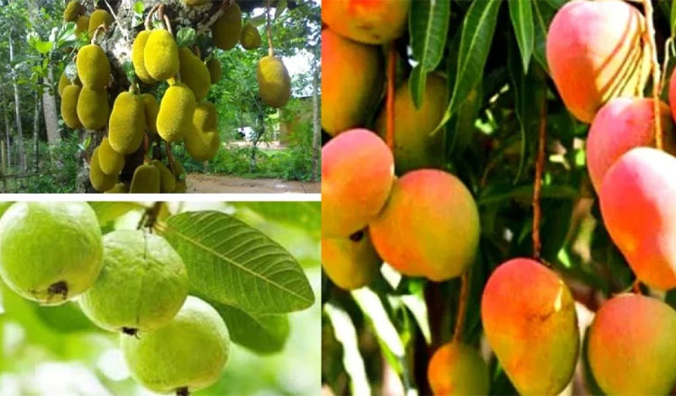 বাংলাদেশ থেকে কাঁঠাল ও পেয়ারা নিতে আগ্রহ প্রকাশ চীনের