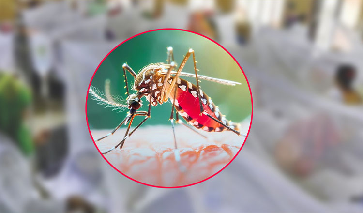 সারা দেশে ডেঙ্গুতে আরও ৪ জনের মৃত্যু, ভর্তি ৮০৩