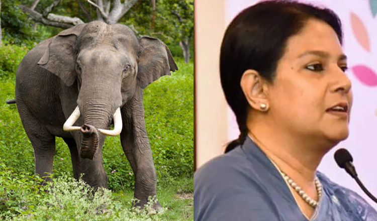 হাতির আক্রমণে ক্ষতিগ্রস্তদের ক্ষতিপূরণ সহজীকরণে পরিবেশ উপদেষ্টার গুরুত্বারোপ