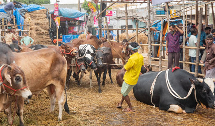 গাবতলী হাটে ইজারা প্রদানে প্রক্রিয়াগত ভুল এবং দুর্নীতির বিষয়ে বিশদ অনুসন্ধানের জন্য কমিটি গঠনের নির্দেশ ডিএনসিসি প্রশাসকের