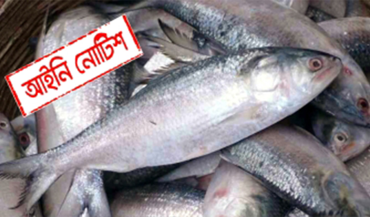 ৭০০ টাকা নির্ধারণে ইলিশের কেজি সংশ্লিষ্টদের প্রতি লিগ্যাল নোটিশ!
