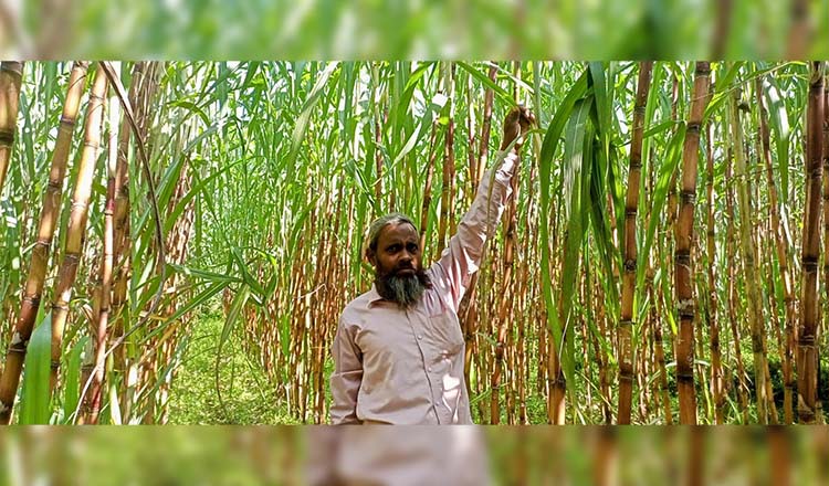 আলীকদমে আখ চাষে কৃষকদের সহযোগিতা করা হচ্ছে