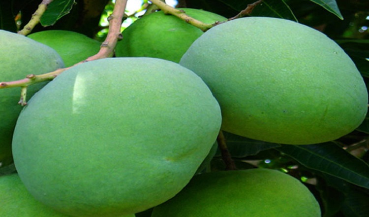 বৈরী আবহাওয়ায় হাঁড়িভাঙা আমের আকার অনেকটা ছোট হয়েছে