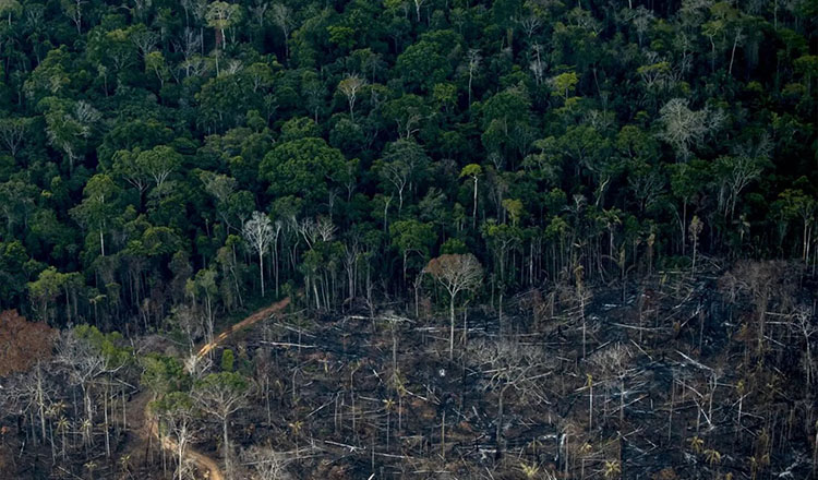 গত নয় বছরের মধ্যে সবচেয়ে কম বন উজাড় ব্রাজিলের আমাজনে