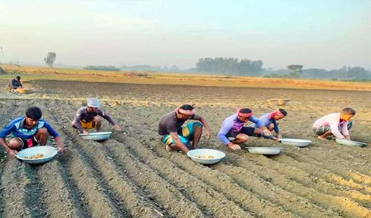 আলু আবাদের প্রস্তুতি চলছে মুন্সীগঞ্জে