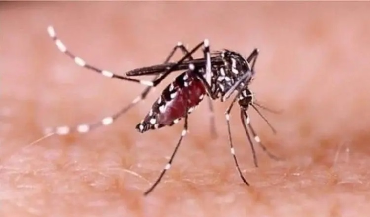 ডেঙ্গুতে আক্রান্ত হয়ে হাসপাতালে লাখের বেশি মানুষ, মৃত্যু ৩৪৮