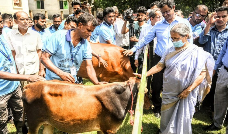 গবাদি পশুর রোগ প্রতিরোধে সময় মতো ভ্যাকসিন নিশ্চিত করতে হবে : প্রাণিসম্পদ উপদেষ্টা