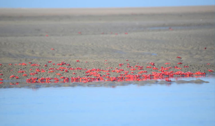 সোনাদিয়া দ্বীপের জীববৈচিত্র্য ফিরিয়ে আনতে ৩ কোটি ৩৮ লাখ টাকার প্রকল্প