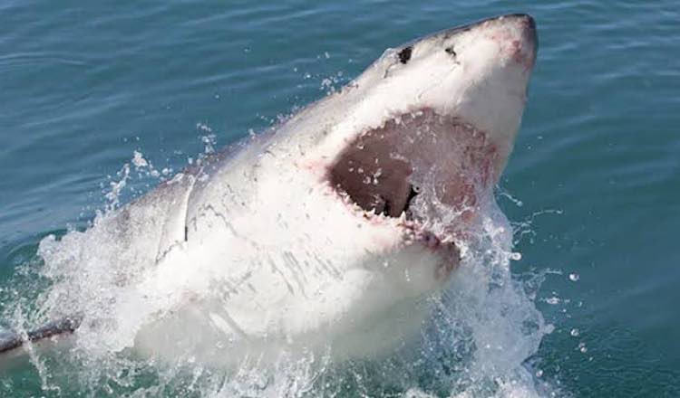 অস্ট্রেলিয়ায় হাঙ্গরের আক্রমণে নিহত এক জন