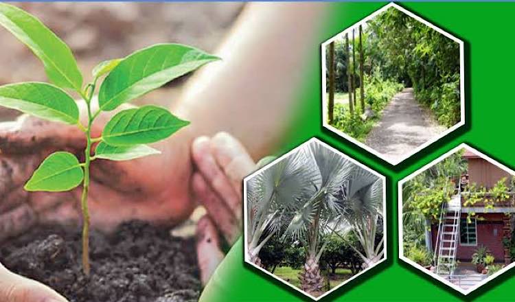 দেশীয় গাছ লাগাতে হবে সামাজিক বনায়নে : রিজওয়ানা হাসান